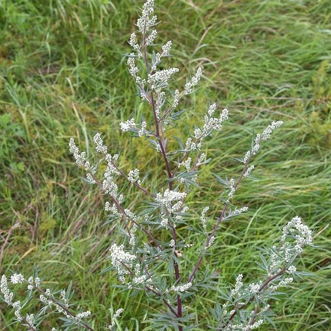 Artemisia vulgaris 680x