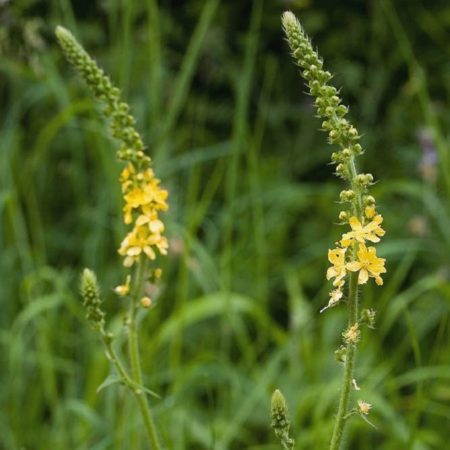 Gewone agrimonie