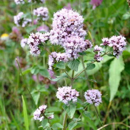 Wilde marjolein