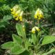 Gulden sleutelbloem
