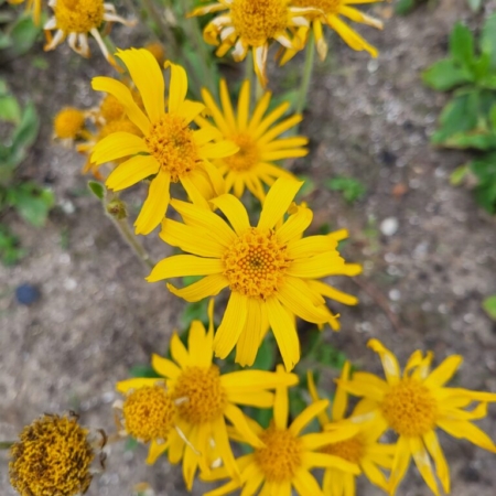 Arnica montana, Valkruid