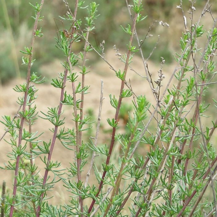 Artemisia campestris 680x