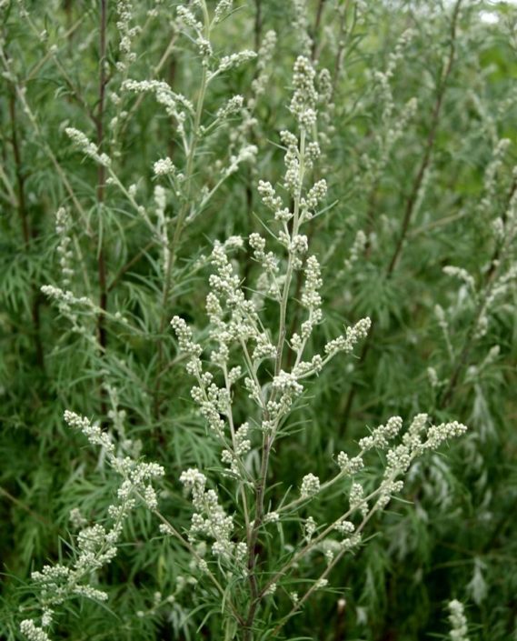 Artemisia_vulgaris2