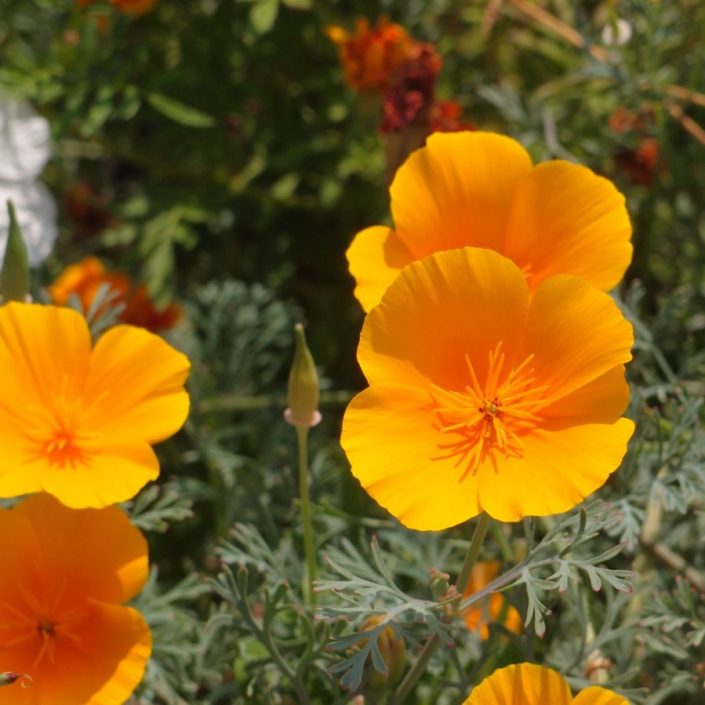 Eschscholtzia californica 680x