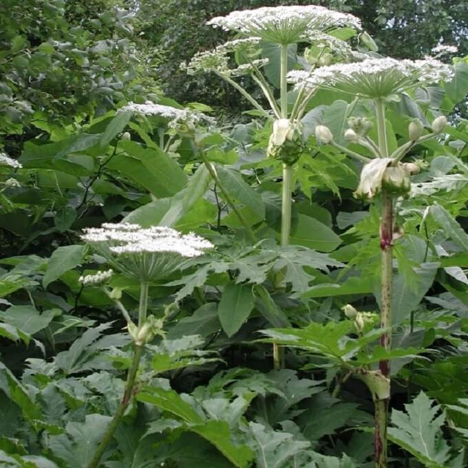 Heracleum mantegazzianum 680