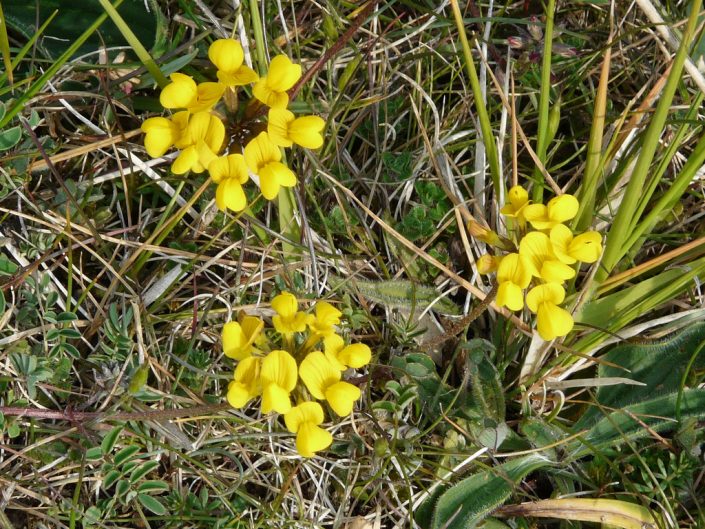 Hippocrepis comosa