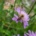 Knautia arvensis