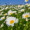 Leucanthemum vulgare, Gewone margriet