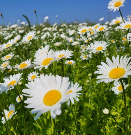 Leucanthemum vulgare, Gewone margriet