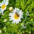 Leucanthemum vulgare, Gewone margriet