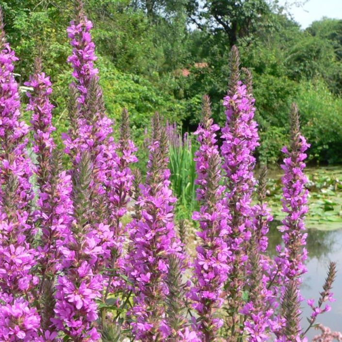 Lythrum salicaria