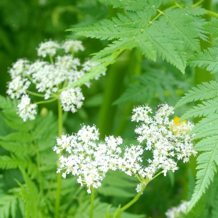 Myrrhis odorata 680