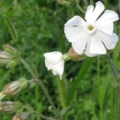 Silene latifolia ssp. alba