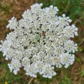 Daucus carota