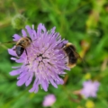 Knautia arvensis