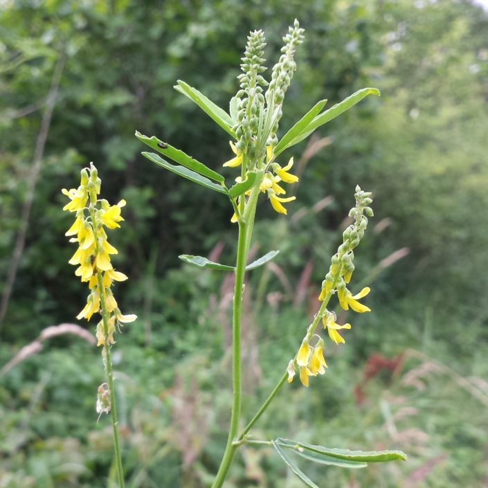 Melilotus altissimus 680
